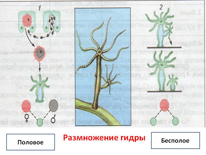 Купон кракен даркнет